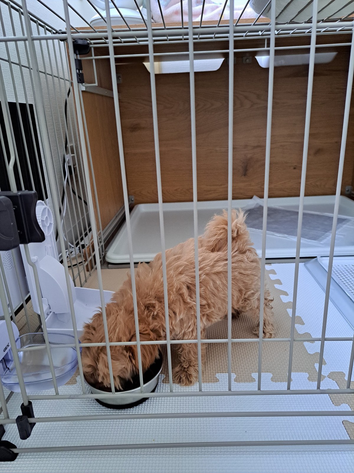 ごはんを食べ進める子犬のこぐま