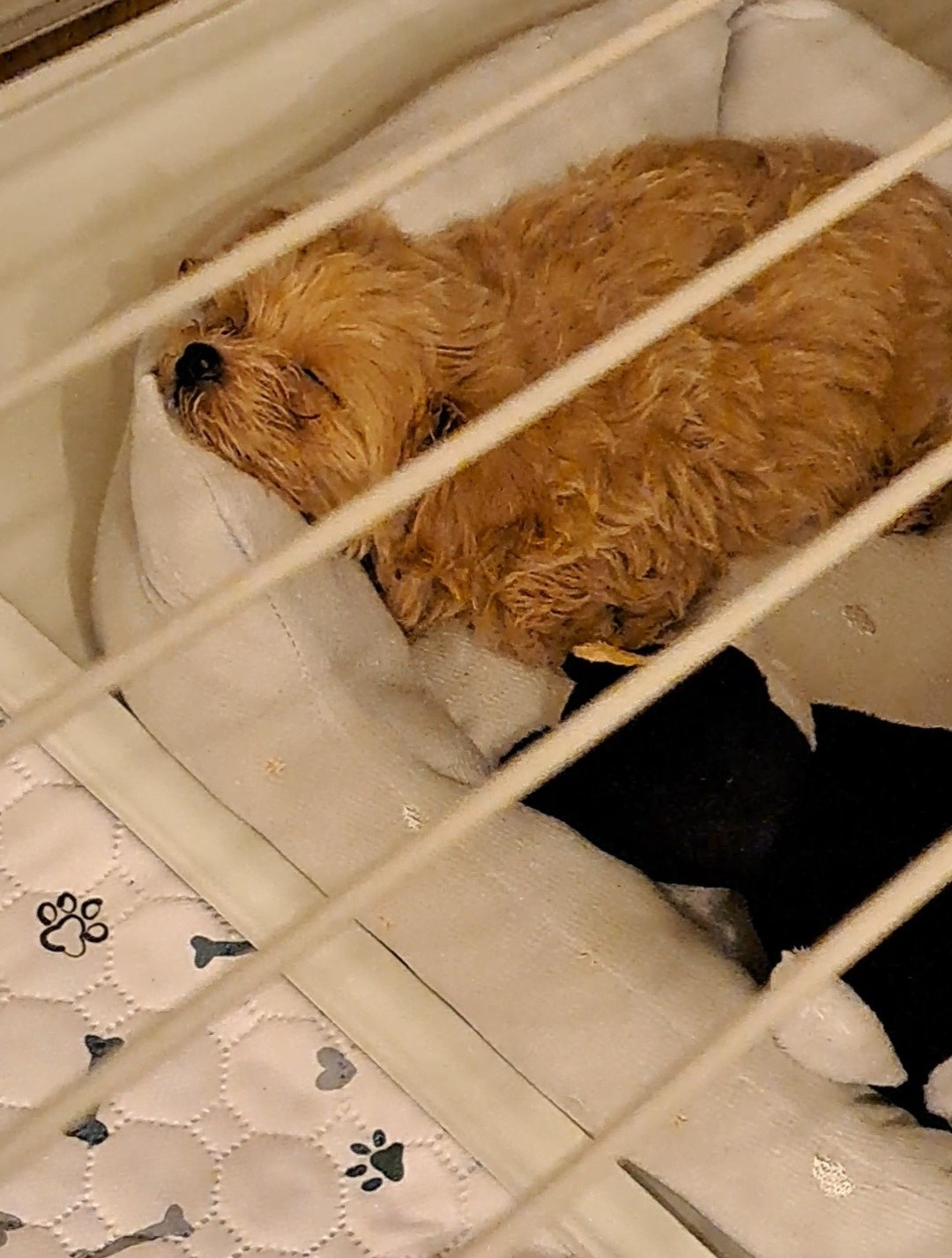 ベッドの上で横になって眠る子犬のこぐま