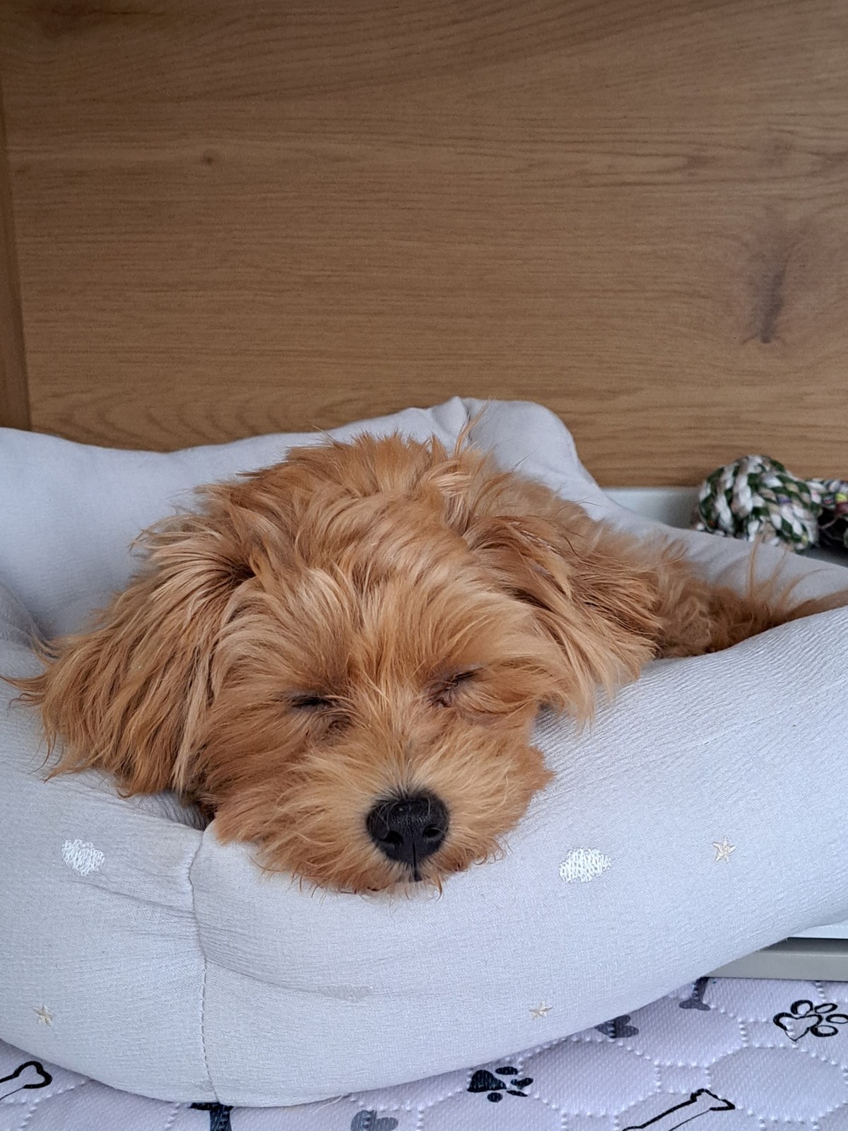 グレーのベッドのふちにあごをのせて眠そうにするこぐま