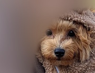 くま耳フードのボア服を着て、抱っこされるこぐまの顔