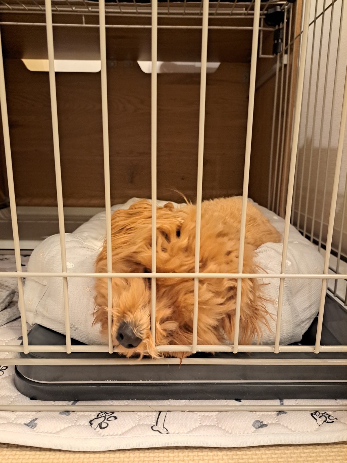 ケージの中のベッドで丸くなって眠るこぐま
