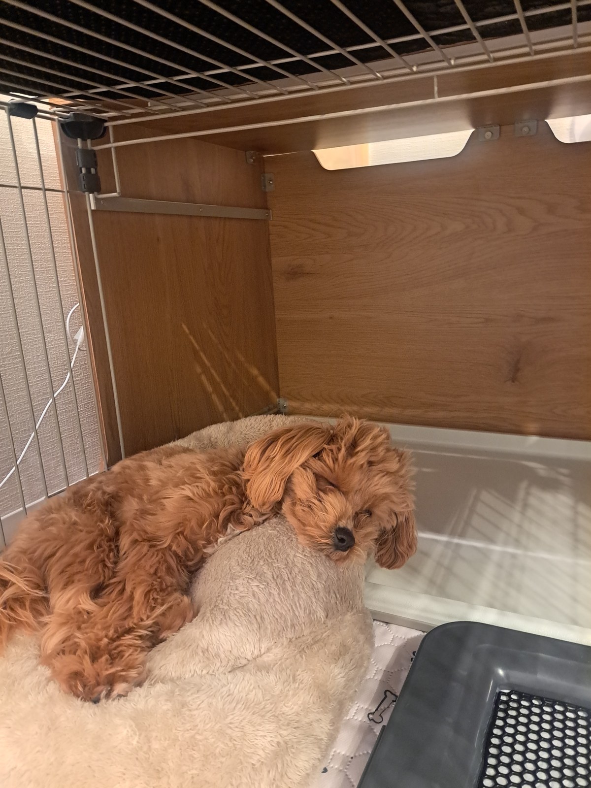 木目パネルのケージの中で、ふわふわのベッドに顔をのせて眠るこぐま