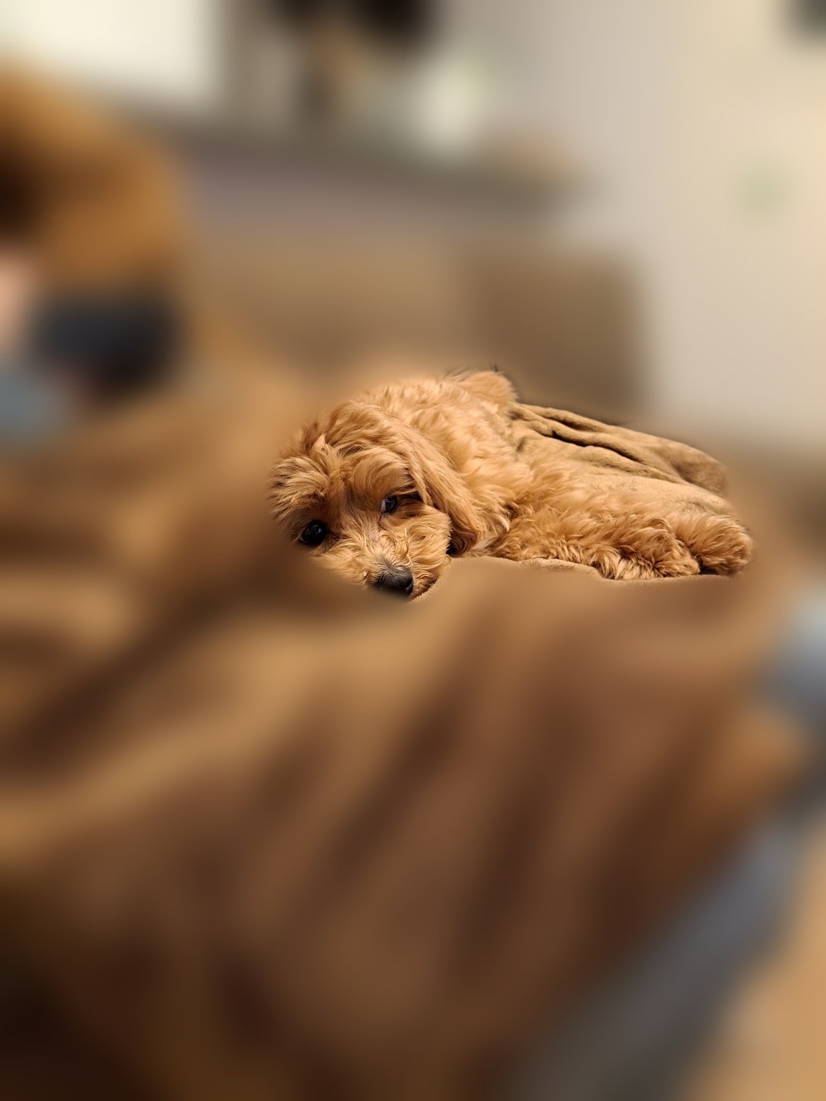ブランケットに顔をうずめてじっとするこぐま