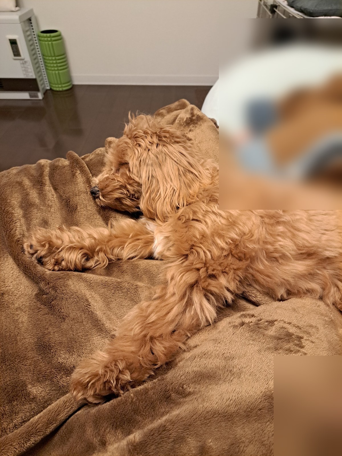 体を横にのばして眠るこぐま