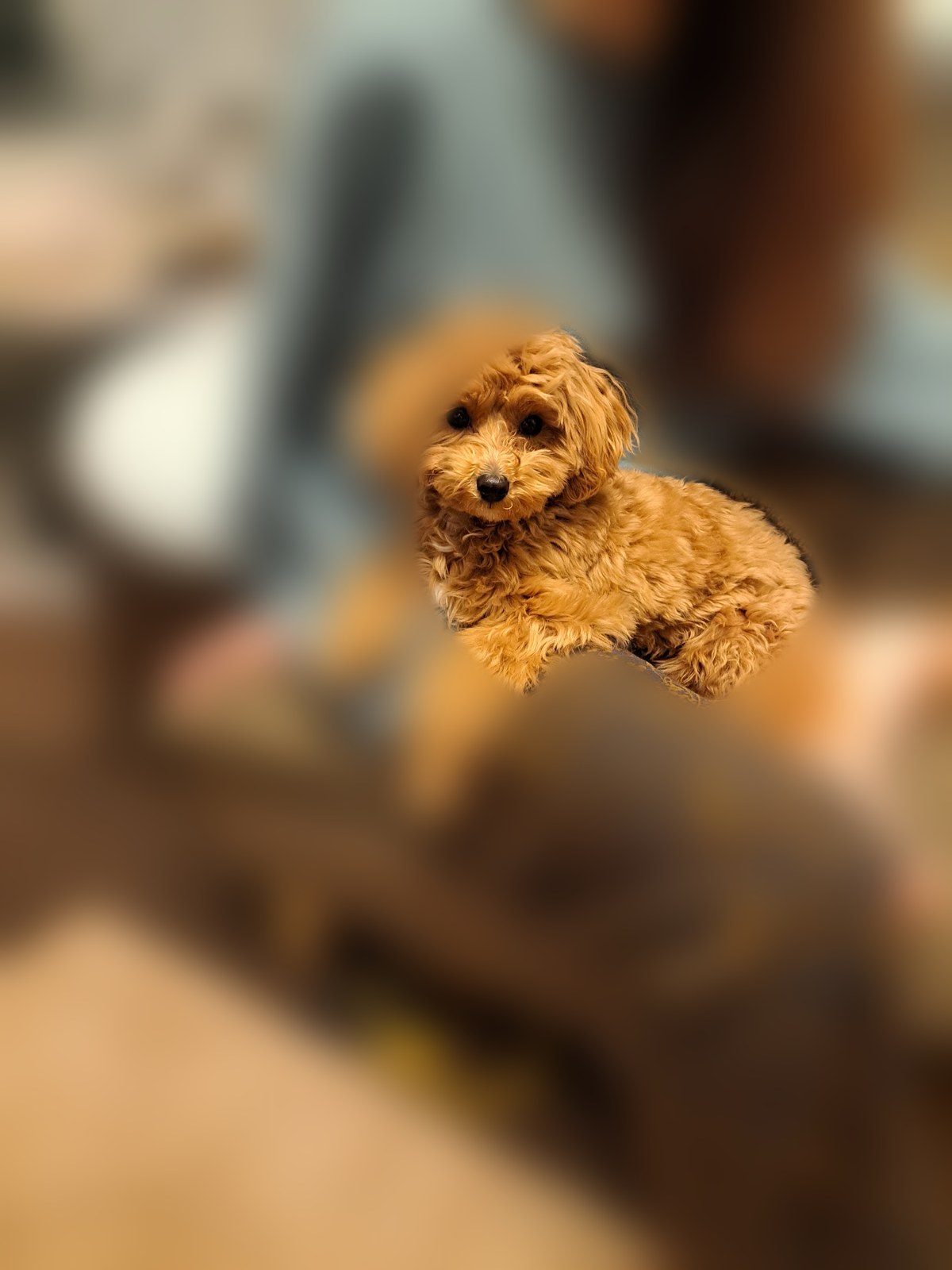 ひざの上に前足をかけてくつろぐこぐま