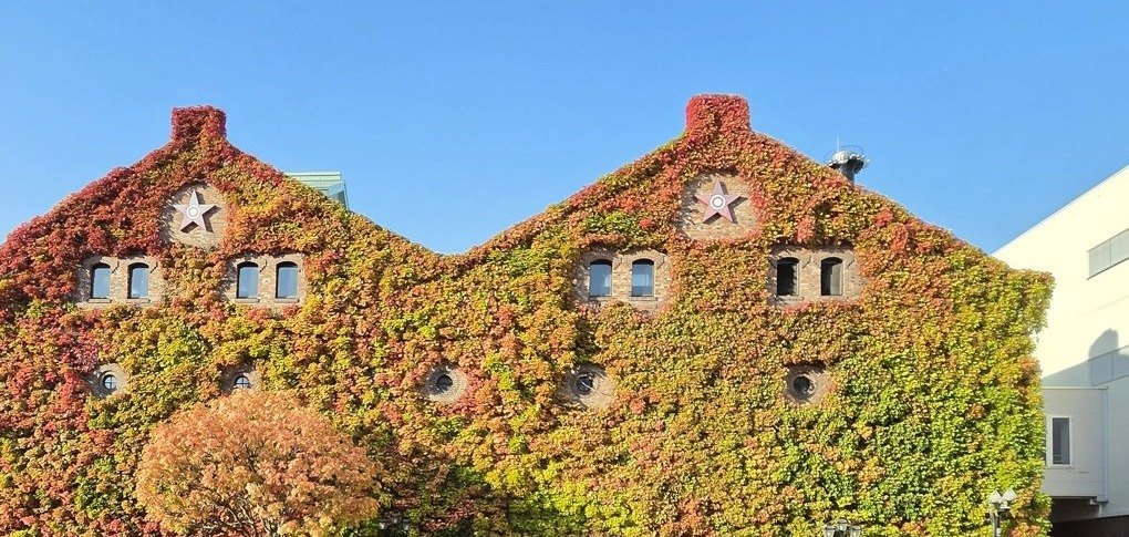 サッポロファクトリーのレンガ館の正面。山形の壁面を覆うツタの赤と緑、手前に橙色に色づいた木